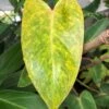 Philodendron 'Painted Lady' Plant In 4" Pot