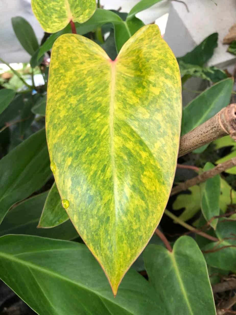 Philodendron 'Painted Lady' Plant In 4" Pot 3 Philodendron 'Painted Lady' Plant In 4" Pot