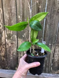 Hoya Publicalyx Speckled Potted In 4" Pot 9 Hoya Publicalyx Speckled Potted In 4" Pot -Cheap Plantly Store IMG 5644