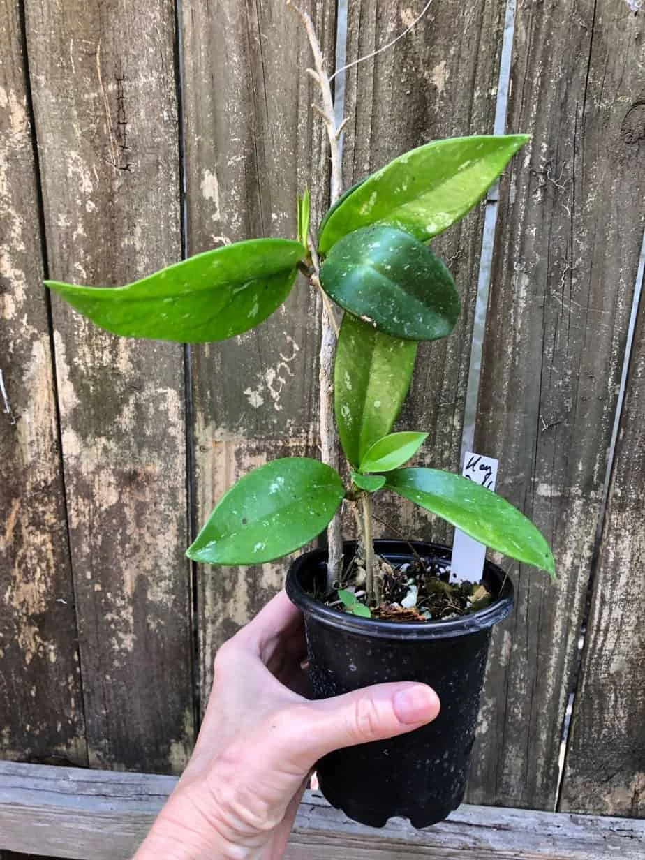 Hoya Publicalyx Speckled Potted In 4" Pot 6 Hoya Publicalyx Speckled Potted In 4" Pot - Image 4