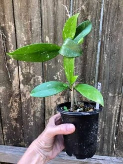 Hoya Publicalyx Speckled Potted In 4" Pot 8 Hoya Publicalyx Speckled Potted In 4" Pot -Cheap Plantly Store IMG 5645