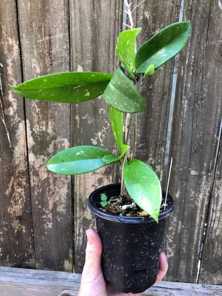 Hoya Publicalyx Speckled Potted In 4" Pot 4 Hoya Publicalyx Speckled Potted In 4" Pot - Image 2