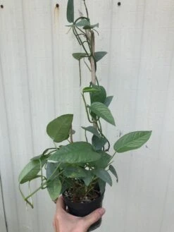 LIVE Epipremnum Pinnatum 'Cebu Blue' Pothos - In 4" Pot -Cheap Plantly Store IMG 5668