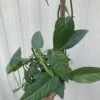 LIVE Epipremnum Pinnatum 'Cebu Blue' Pothos - In 4" Pot 2 LIVE Epipremnum Pinnatum 'Cebu Blue' Pothos - In 4" Pot -Cheap Plantly Store IMG 5669