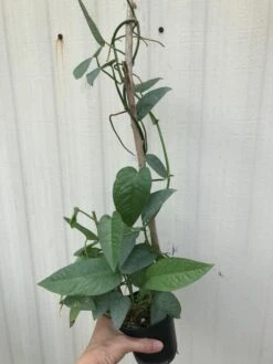 LIVE Epipremnum Pinnatum 'Cebu Blue' Pothos - In 4" Pot -Cheap Plantly Store IMG 5670