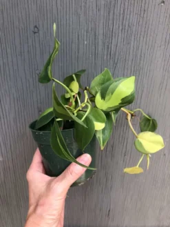 LIVE Philodendron Hederaceum 'Brasil' Plant In 3" Pot -Cheap Plantly Store IMG 5680