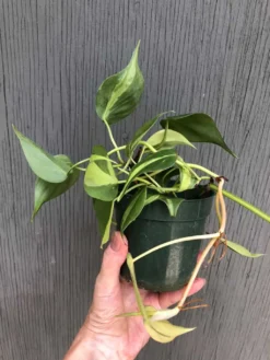 LIVE Philodendron Hederaceum 'Brasil' Plant In 3" Pot -Cheap Plantly Store IMG 5681