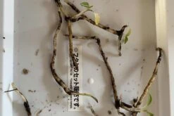 Orchid Spiranthes Cernua Bog Orchid Outdoors -Cheap Plantly Store IMG 5685 rotated 1