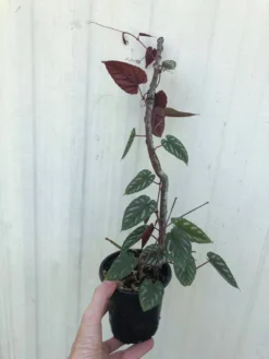 Cheap Plantly Store -Cheap Plantly Store IMG 5707