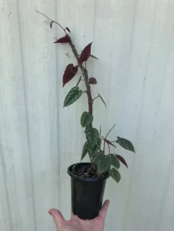 Cissus Discolor Plant, Begonia Vine In 4" Pot -Cheap Plantly Store IMG 5709