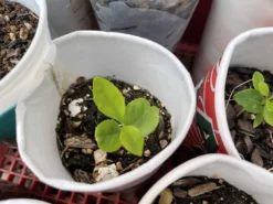 Lemon Tree Seedling Indoor Outdoor Citrus -Cheap Plantly Store IMG 5721 1 rotated 1