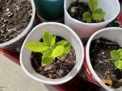 Lemon Tree Seedling Indoor Outdoor Citrus -Cheap Plantly Store IMG 5723 1 rotated 1