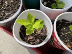 Lemon Tree Seedling Indoor Outdoor Citrus