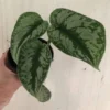 LIVE Satin Pothos Exotica - Scindapsus Pictus 'Exotica' - Philodendron 'Silver' - In 4" Pot -Cheap Plantly Store IMG 5739