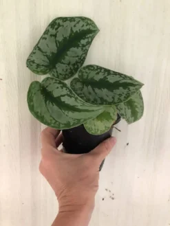 LIVE Satin Pothos Exotica - Scindapsus Pictus 'Exotica' - Philodendron 'Silver' - In 4" Pot -Cheap Plantly Store IMG 5740