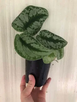 LIVE Satin Pothos Exotica - Scindapsus Pictus 'Exotica' - Philodendron 'Silver' - In 4" Pot -Cheap Plantly Store IMG 5741