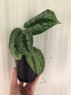 LIVE Satin Pothos Exotica - Scindapsus Pictus 'Exotica' - Philodendron 'Silver' - In 4" Pot -Cheap Plantly Store IMG 5742