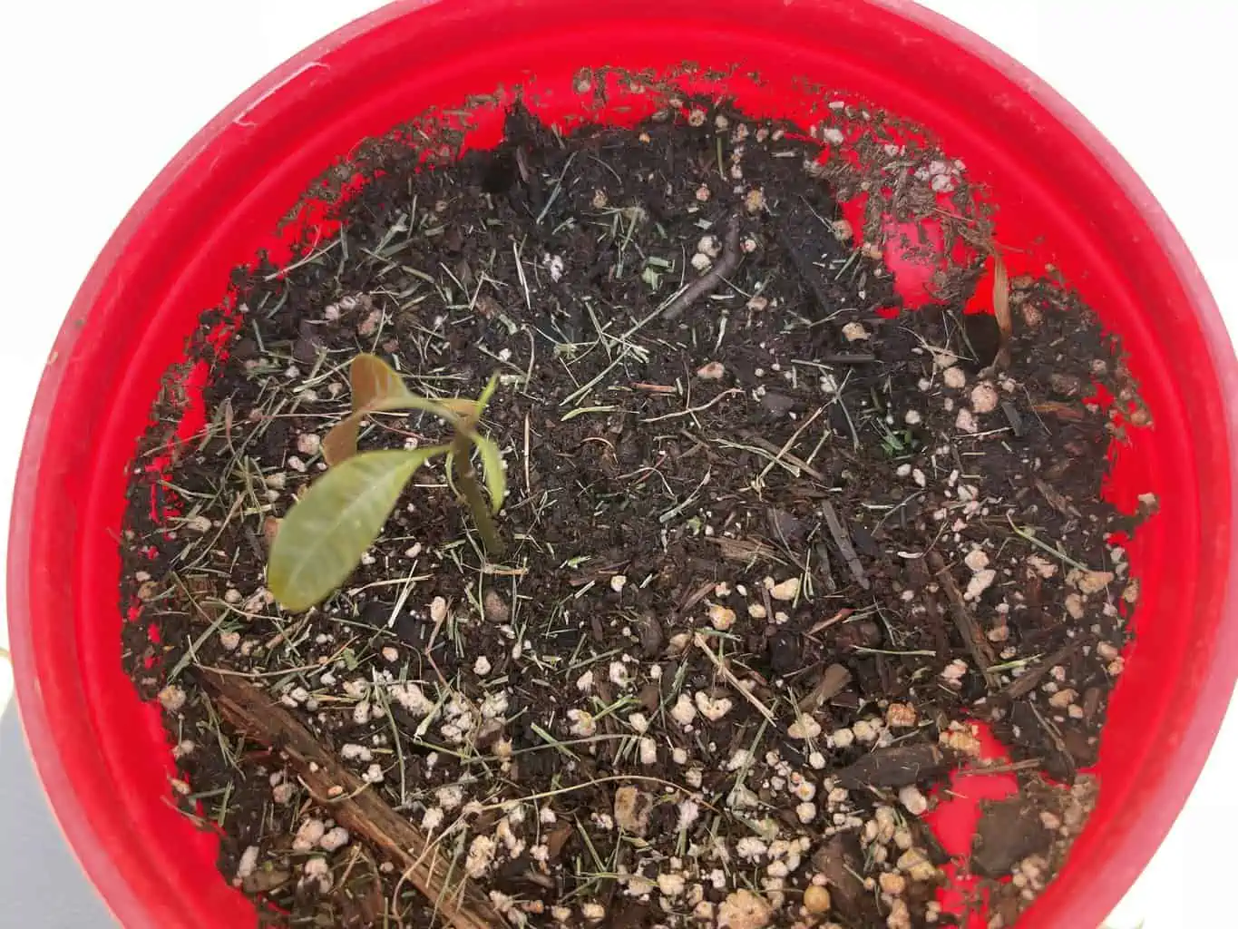 Mango Tree Seedlings Honey Mango Tree 3 Mango Tree Seedlings Honey Mango Tree - Image 2