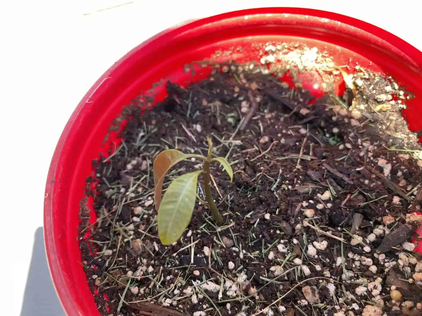 Mango Tree Seedlings Honey Mango Tree 4 Mango Tree Seedlings Honey Mango Tree - Image 3