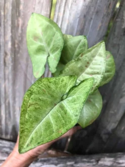 Syngonium Podophyllum Arrowhead 'Confetti' Plant In 3" Or 4" Pot -Cheap Plantly Store IMG 5808