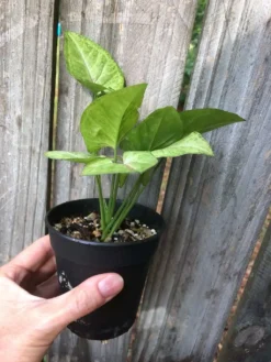 Syngonium Podophyllum Arrowhead 'Confetti' Plant In 3" Or 4" Pot -Cheap Plantly Store IMG 5810