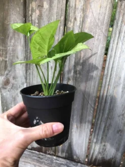 Syngonium Podophyllum Arrowhead 'Confetti' Plant In 3" Or 4" Pot -Cheap Plantly Store IMG 5811