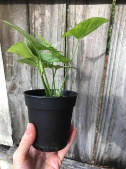 Syngonium Podophyllum Arrowhead 'Confetti' Plant In 3" Or 4" Pot -Cheap Plantly Store IMG 5812