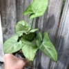 Syngonium Podophyllum Arrowhead 'Confetti' Plant In 3" Or 4" Pot 2 Syngonium Podophyllum Arrowhead 'Confetti' Plant In 3" Or 4" Pot -Cheap Plantly Store IMG 5813