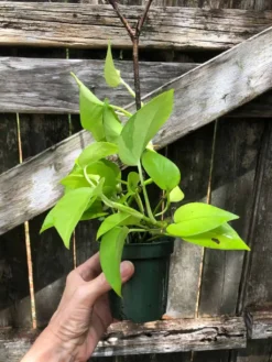 Neon Pothos In 3" Pot - Epipremnum Aureum Neon, Ships In Pot 14 Neon Pothos In 3" Pot - Epipremnum Aureum Neon, Ships In Pot -Cheap Plantly Store IMG 5842 1
