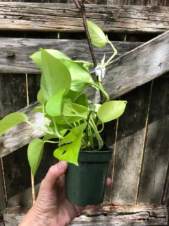 Neon Pothos In 3" Pot - Epipremnum Aureum Neon, Ships In Pot 15 Neon Pothos In 3" Pot - Epipremnum Aureum Neon, Ships In Pot -Cheap Plantly Store IMG 5843