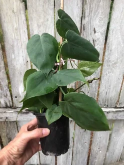 Philodendron Scandens Plant In 4" Pot, Green Philodendron, Heartleaf Philodendron -Cheap Plantly Store IMG 5846