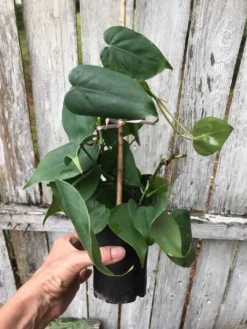 Philodendron Scandens Plant In 4" Pot, Green Philodendron, Heartleaf Philodendron -Cheap Plantly Store IMG 5847