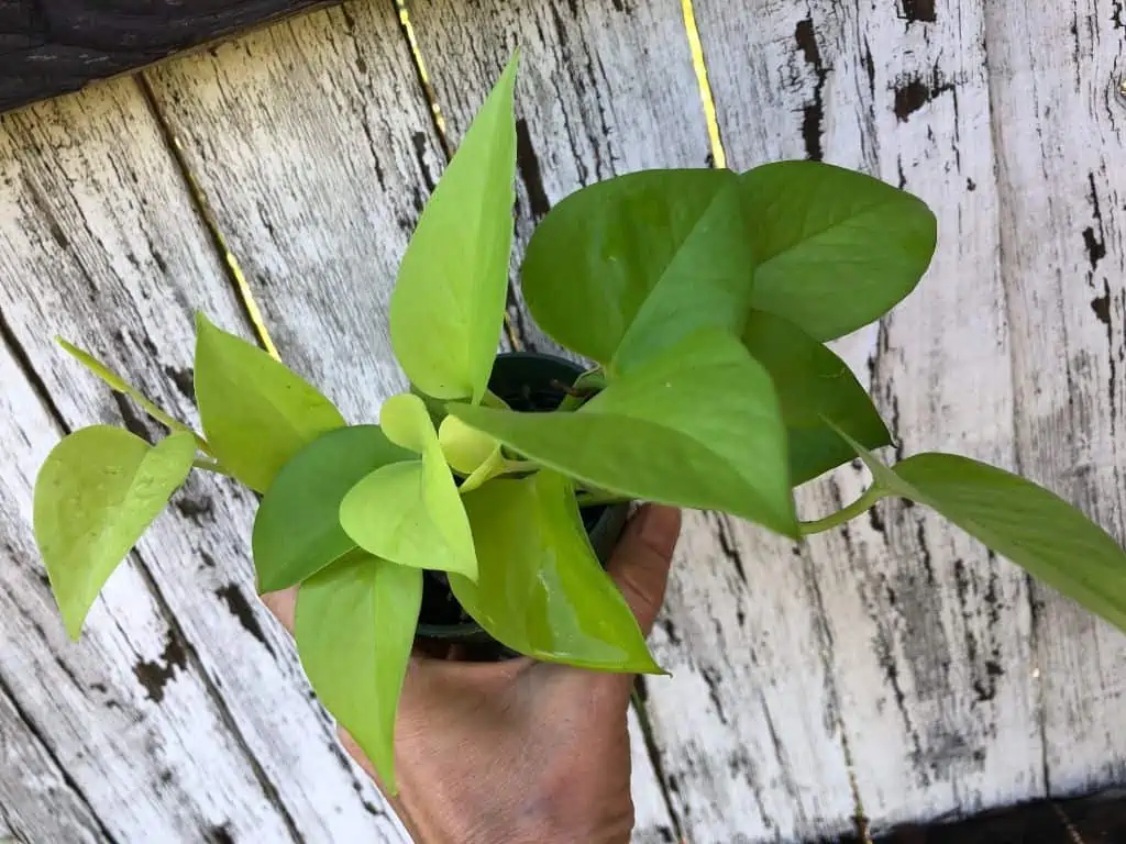 Neon Pothos In 3" Pot - Epipremnum Aureum Neon, Ships In Pot 9 Neon Pothos In 3" Pot - Epipremnum Aureum Neon, Ships In Pot - Image 7