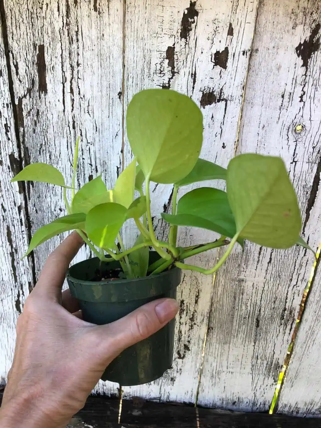 Neon Pothos In 3" Pot - Epipremnum Aureum Neon, Ships In Pot 10 Neon Pothos In 3" Pot - Epipremnum Aureum Neon, Ships In Pot - Image 8