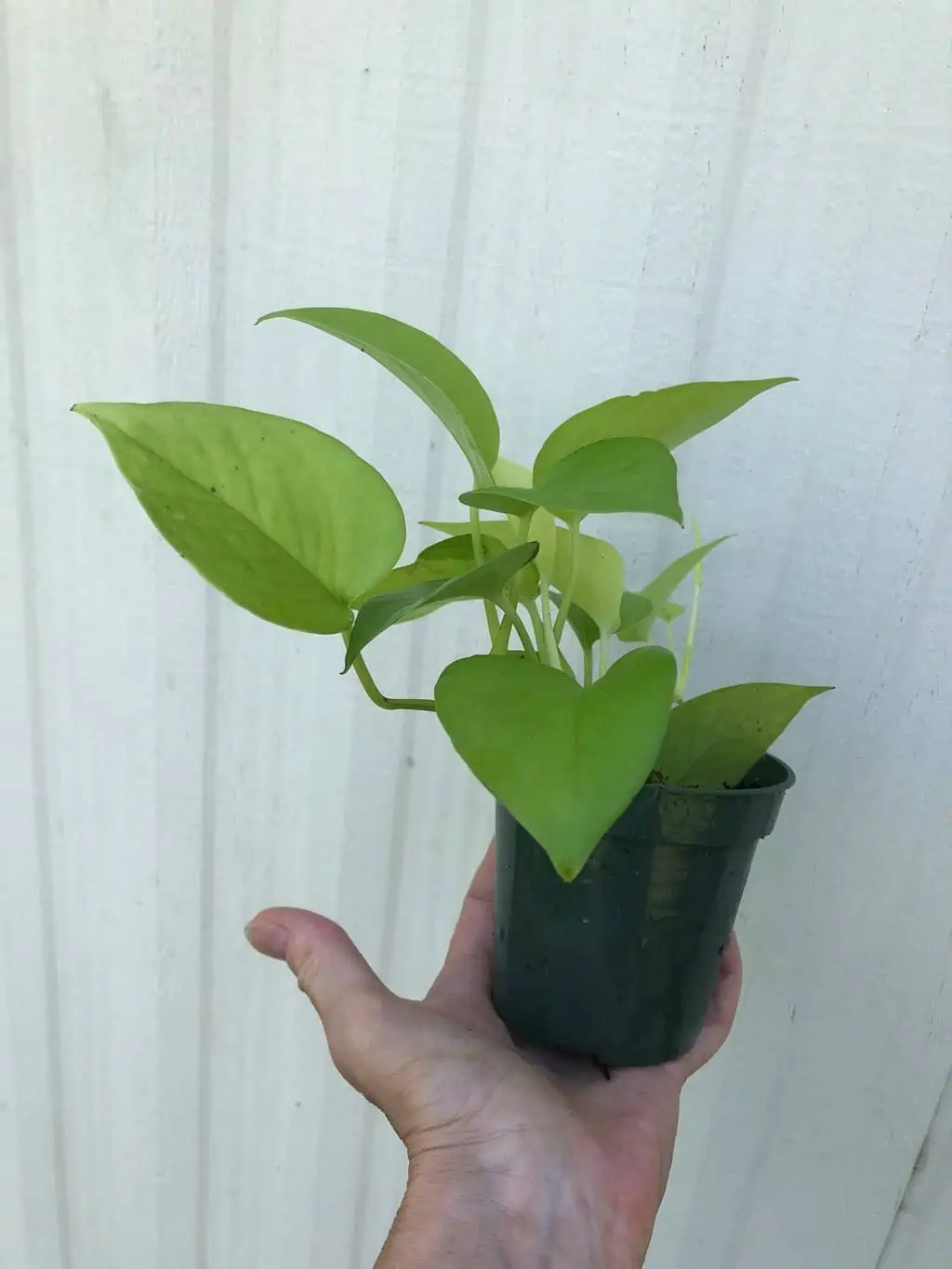 Neon Pothos In 3" Pot - Epipremnum Aureum Neon, Ships In Pot 8 Neon Pothos In 3" Pot - Epipremnum Aureum Neon, Ships In Pot - Image 6