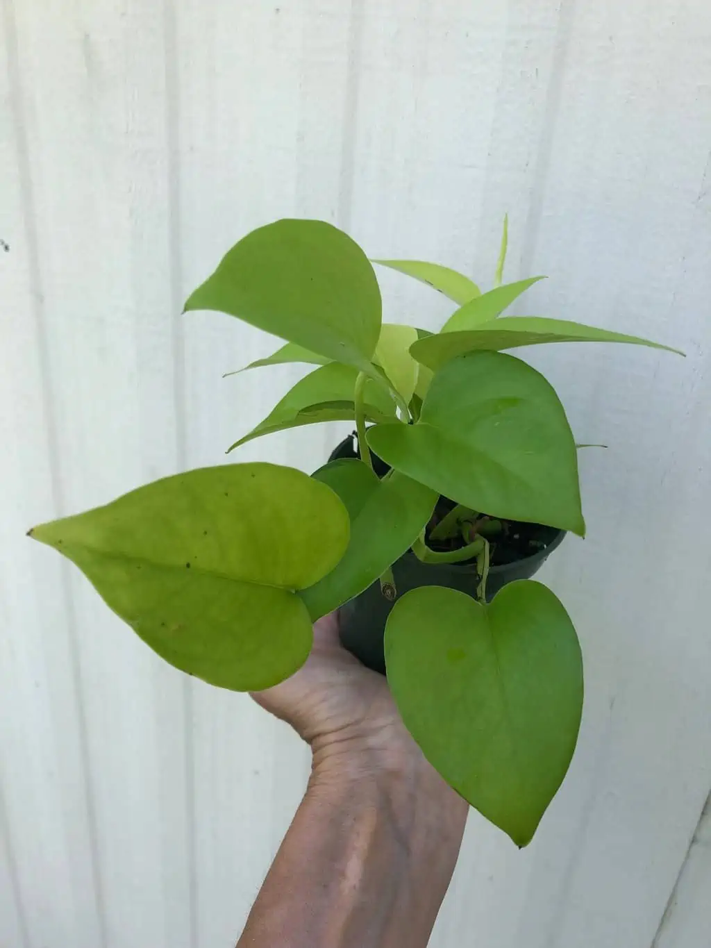 Neon Pothos In 3" Pot - Epipremnum Aureum Neon, Ships In Pot 7 Neon Pothos In 3" Pot - Epipremnum Aureum Neon, Ships In Pot - Image 5