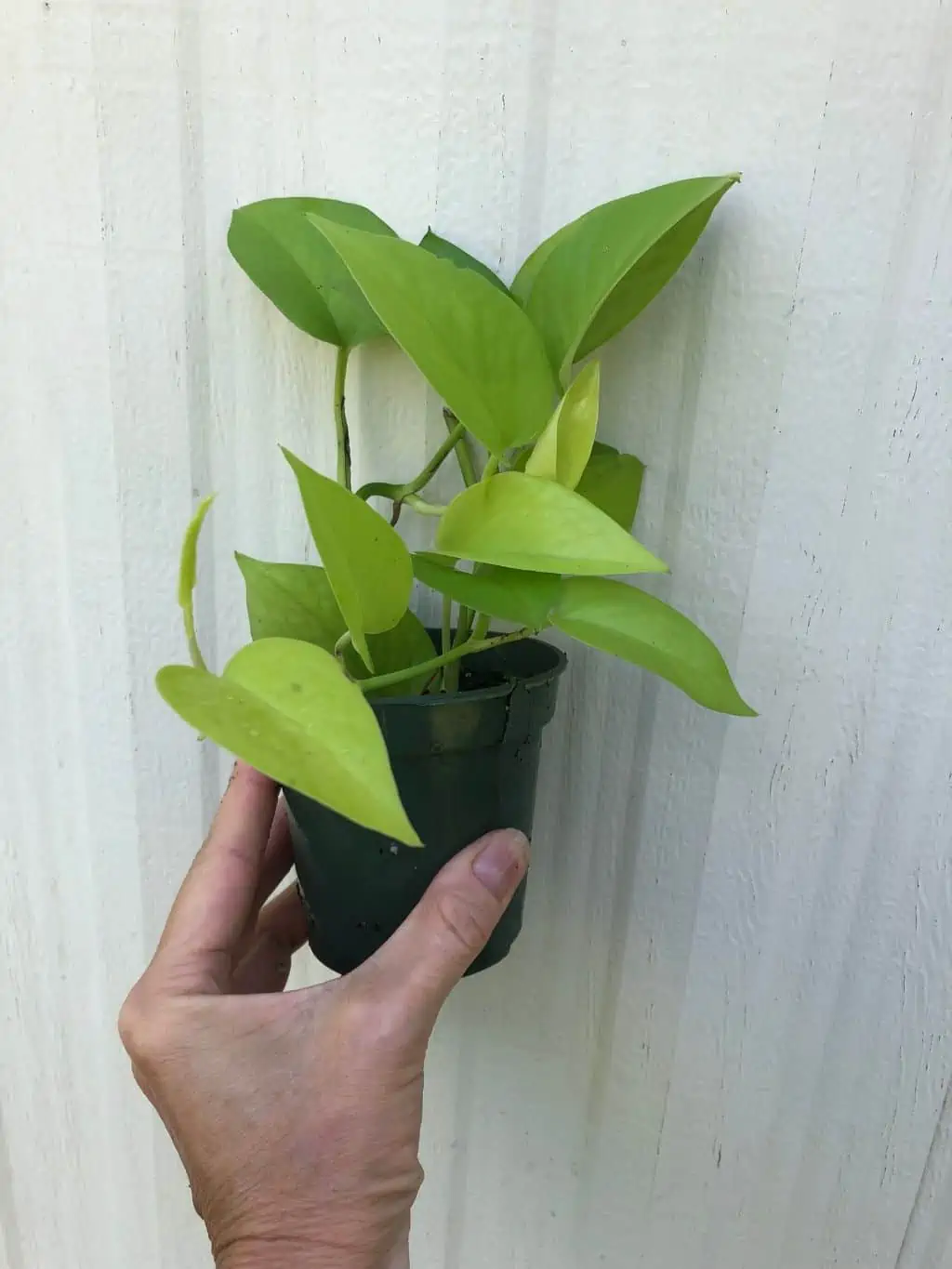 Neon Pothos In 3" Pot - Epipremnum Aureum Neon, Ships In Pot 12 Neon Pothos In 3" Pot - Epipremnum Aureum Neon, Ships In Pot - Image 10