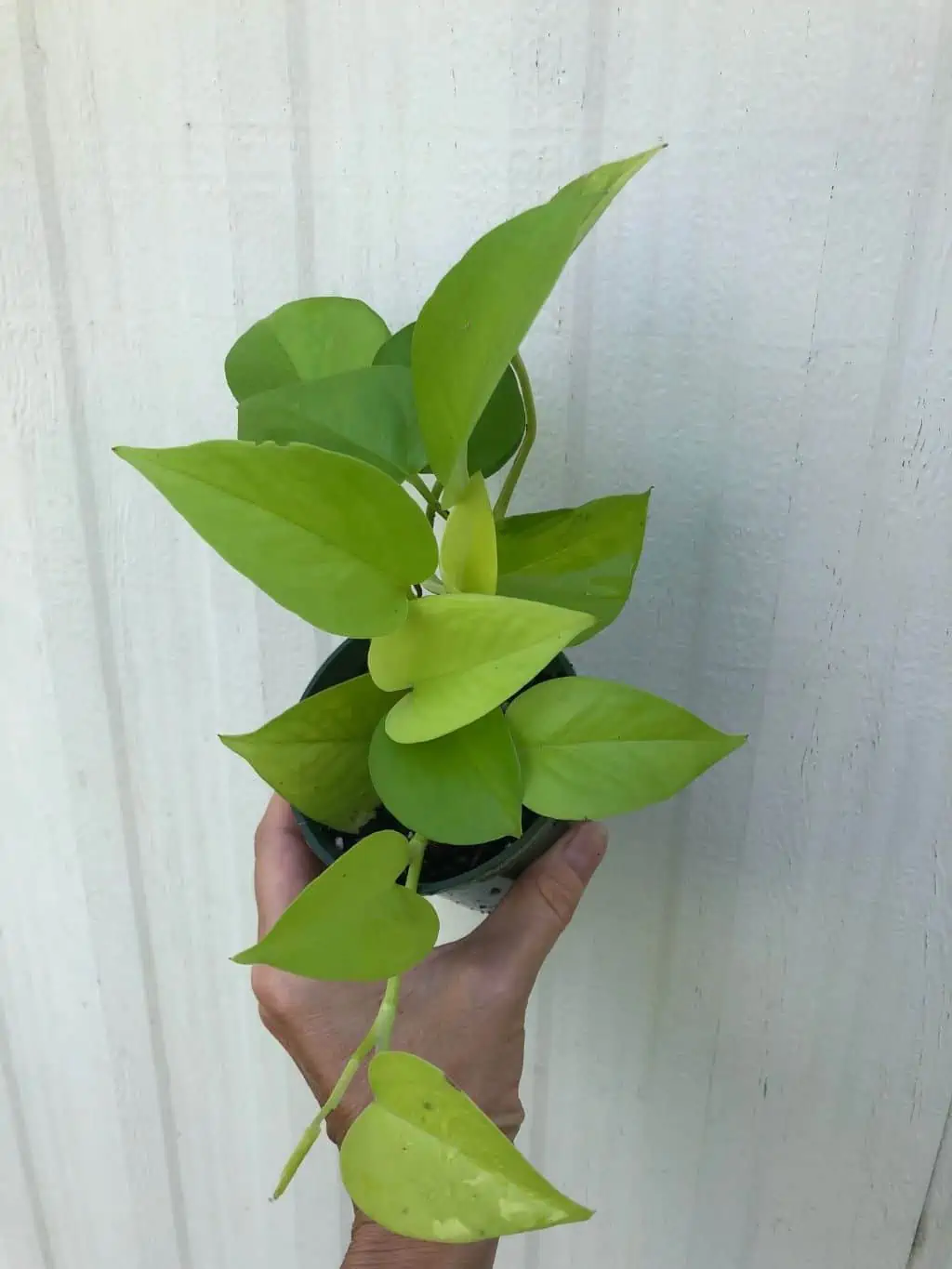 Neon Pothos In 3" Pot - Epipremnum Aureum Neon, Ships In Pot 11 Neon Pothos In 3" Pot - Epipremnum Aureum Neon, Ships In Pot - Image 9