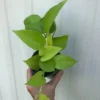 Neon Pothos In 3" Pot - Epipremnum Aureum Neon, Ships In Pot
