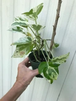 LIVE Pearls And Jade Pothos, Epipremnum Aureum Pearls And Jade In 3 Or 4 Inches Pot -Cheap Plantly Store IMG 5915