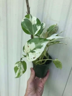 LIVE Pearls And Jade Pothos, Epipremnum Aureum Pearls And Jade In 3 Or 4 Inches Pot -Cheap Plantly Store IMG 5917