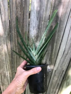 Live Gasteria Little Warty - Large Plant In 4" Pot -Cheap Plantly Store IMG 5943