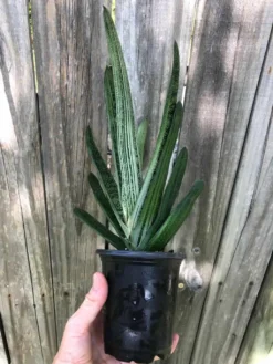 Live Gasteria Little Warty - Large Plant In 4" Pot -Cheap Plantly Store IMG 5944
