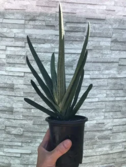 Live Gasteria Little Warty - Large Plant In 4" Pot -Cheap Plantly Store IMG 5945