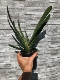 Live Gasteria Little Warty - Large Plant In 4" Pot -Cheap Plantly Store IMG 5947