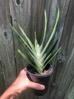 Live Gasteria Little Warty - Large Plant In 4" Pot -Cheap Plantly Store IMG 5977