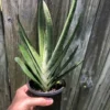 Live Gasteria Little Warty - Large Plant In 4" Pot