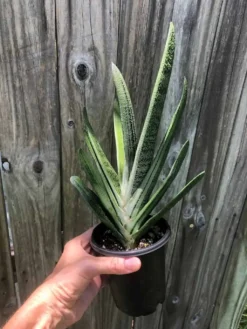 Live Gasteria Little Warty - Large Plant In 4" Pot -Cheap Plantly Store IMG 5979