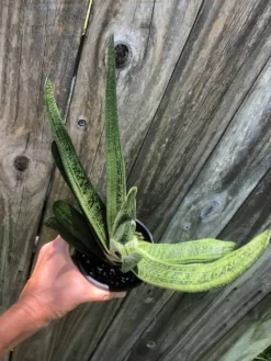 Live Gasteria Little Warty - Large Plant In 4" Pot -Cheap Plantly Store IMG 5980