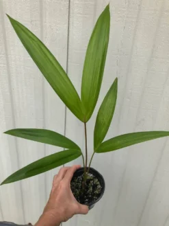 Acai Palm Seedling In 4" Pot